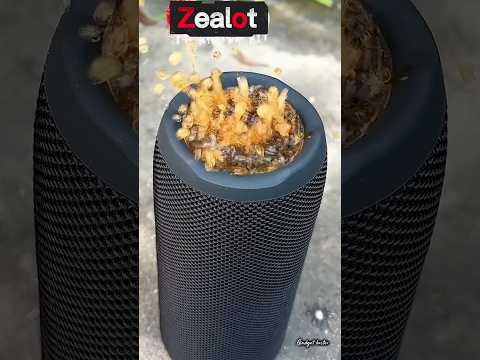 Mi vs Sony vs Zealot (bass test)