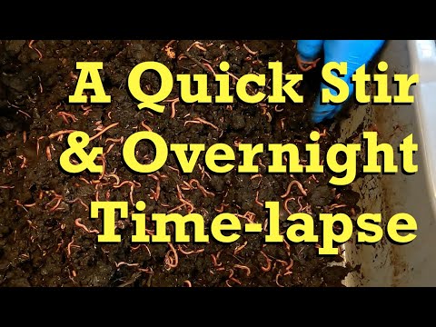 Stirring oldest red wiggler worm bin & overnight time-lapse - worm farm vermicomposting