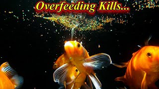 How Does Overfeeding Kills Fish?.. How To Stop It and Problems Of Overfeeding. / Fish Aquarium Tamil