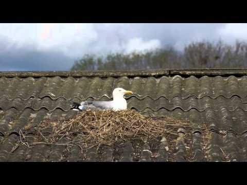 Čajka sledová (Larus argentatus) — záber druhu v prirodzenom prostredí