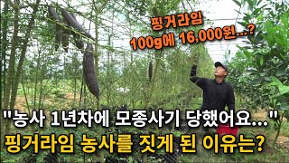 "농사 1년차에 모종사기 당해서, 다 때려치고 싶었어요..." 7년차 핑거라임 수익은 얼마일까? [핑거라임 …
