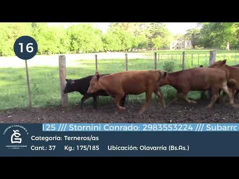 Lote M y H - Olavarria Bs As