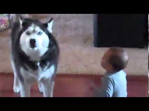 Dog imitates baby   YouTube