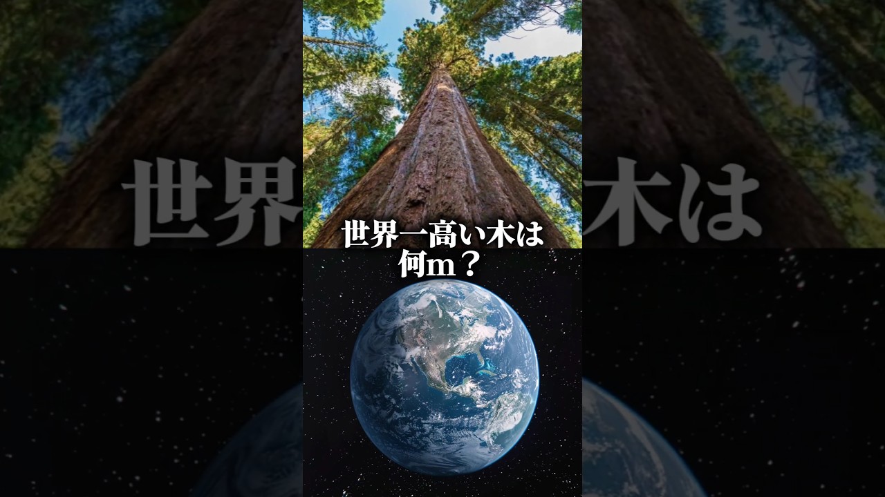 世界一高い木は何m？#検証系#検証#おすすめ#自作編集#バズれ#防災オタク