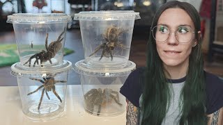 REMEMBER THESE 4 SPIDERS? well ..