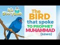 Storytime - The Bird that Spoke to Prophet Muhammad (saws)