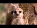 Meerkats fall asleep while standing up (funny)