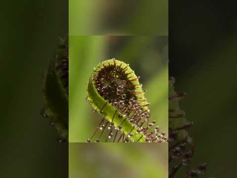 モウセンゴケの家族 植物