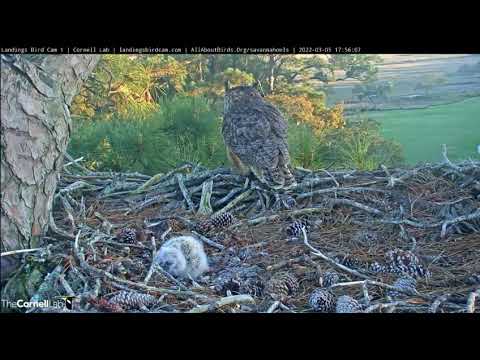 Savannah Great Horned Owls Cam 1 PTZ | Cornell Lab & Skidaway Audubon, March 5, 2022