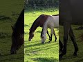 Pferdekoppel Und Pferde Mit Schwarzer Stute Und Falbe Fohlen Im Abendlicht Pferde Shorts Life