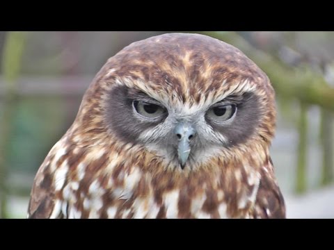 Morepork ou Southern Boobook Owl no Screech Owl Sanctury