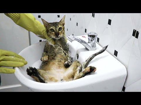 Kittens Get a Bath with Human Shampoo