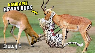 Download lagu Ketika MANGSA berubah jadi PEMANGSA! Momen Kekalahan Hewan Buas Terhadap Mangsanya mp3 Download lagu Ketika MANGSA berubah jadi PEMANGSA! Momen Kekalahan Hewan Buas Terhadap Mangsanya mp3