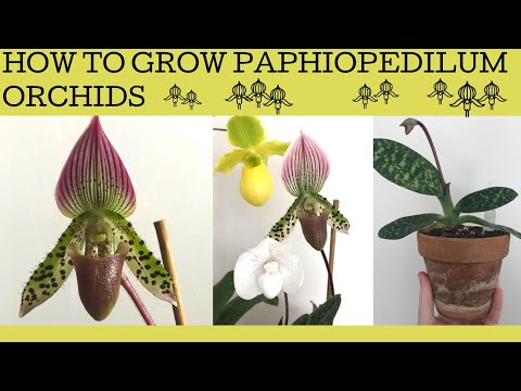 How to care for paphiopedilum orchids. Tips and practical advice.