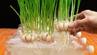 I grow garlic in plastic bottle, no soil - Roots grew very quickly and harvested tons of garlic