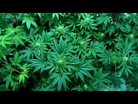 Viejo Perro & Shiko Sebba  - El llamado de la tamuer