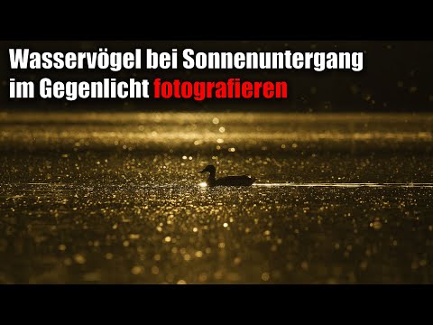 Wasservögel bei Sonnenuntergang im Gegenlicht fotografieren