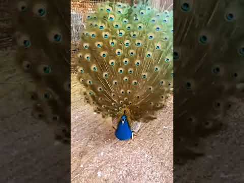 मोर नृत्य Peacock Dance in All its Glory 2021 #shorts
