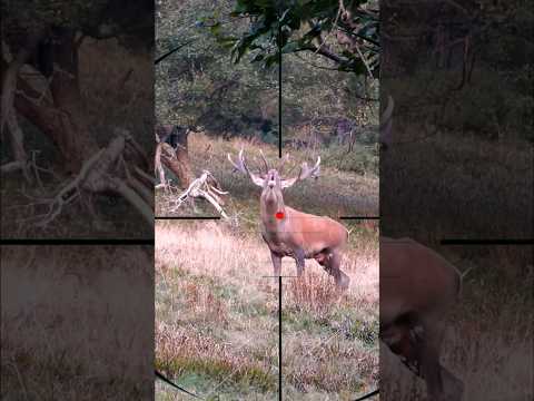 Red Stag Hunting | Caccia al cervo rosso | Chasse au cerf élaphe
