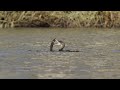 Great Cormorant Takes Down A Massive Pike