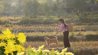 Video : China : Chrysanthemum, tea and delicacy