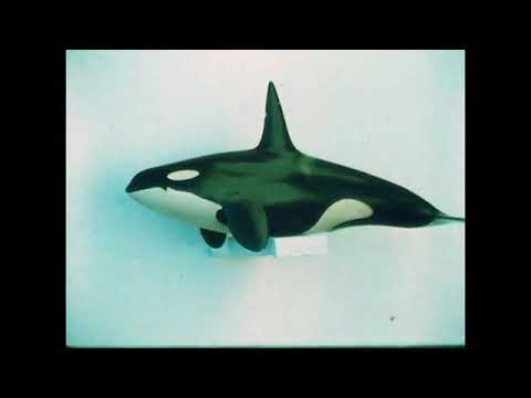 The Undersea World of Jacques Cousteau: Whales (1968)