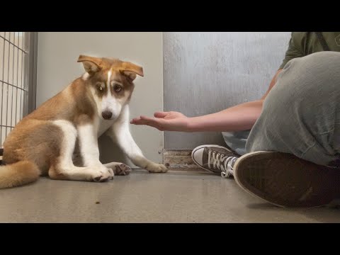 Watch the Moment Sad Husky Puppy WAGS His Tail For the FIRST Time