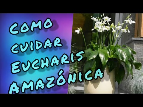 , title : 'CUIDADOS DE EUCHARIS AMAZONICA/GRANDIFLORA/'