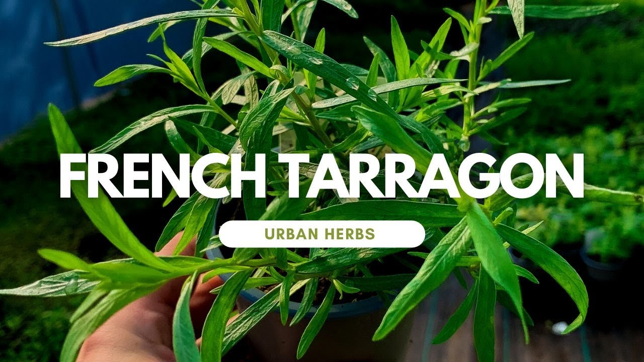 How to grow French Tarragon Herb Plant