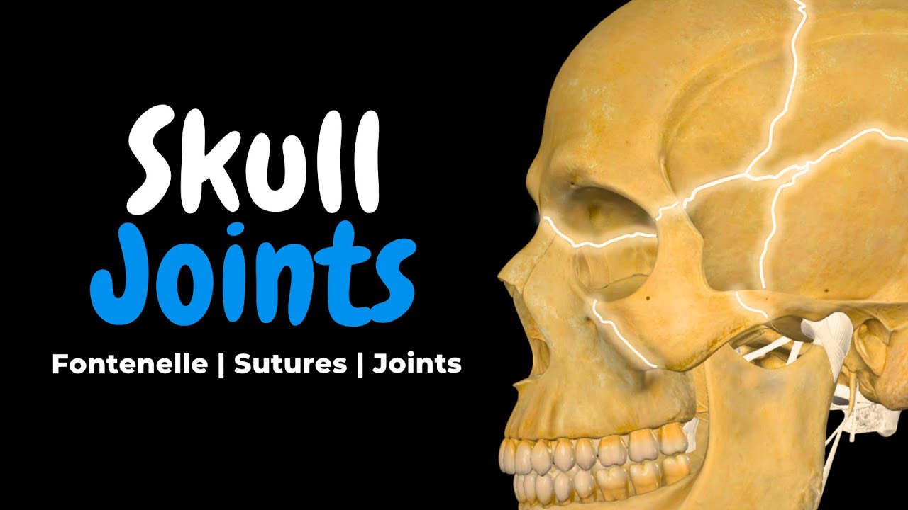 Skull Joints: Fontanelles, Sutures, TMJ & Synchondroses | Anatomy