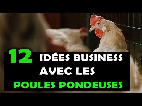 , title : 'POULES PONDEUSES: Voici 12 idées de business intéressantes à lancer dans l'aviculture en Afrique'