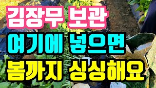 김장무 보관 여기에 보관하면 쉽게 오래 보관되요
