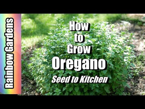 Oregano Seeds in Pakistan Oregano Seeds in Pakistan