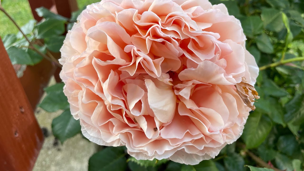 Abraham Darby David Austin Rose Spring 2023