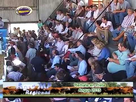 Angus Otoño 2015, Remate a Corral y Venta de Toro Campeon