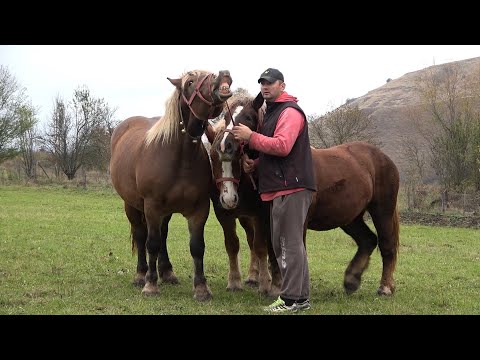 Manzele lui Mirel de la Tauti, Cluj - 2020 Nou!!!
