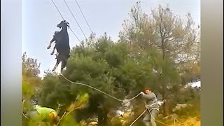 videos de risa cabra con alambres