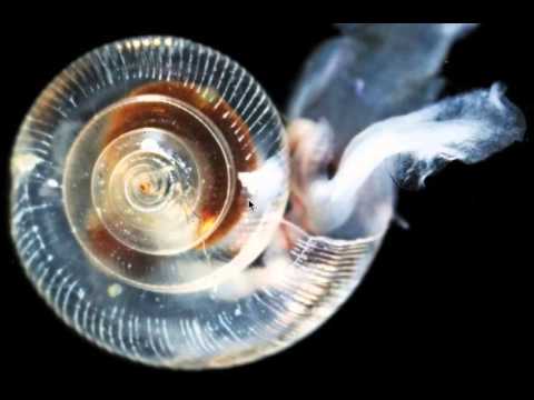 Earthcast SOS - Acid Oceans Melting Sea Snails