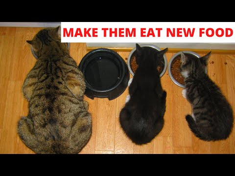 Making your cat eat new food | Why they won't eat and how to make them