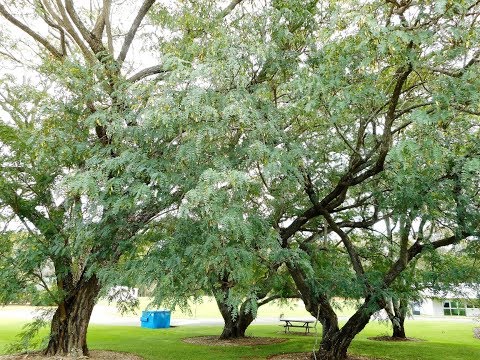 Plant ID: Tipu tree (Tipuana tipu)
