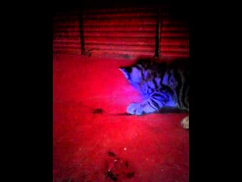 Madre  protege a sus hijos de un gato