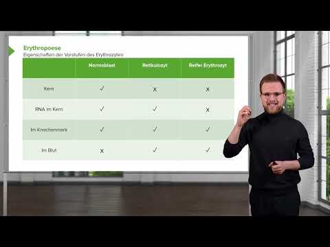 Blutsystem (Teil 2): Hämoglobin und Erythropoese