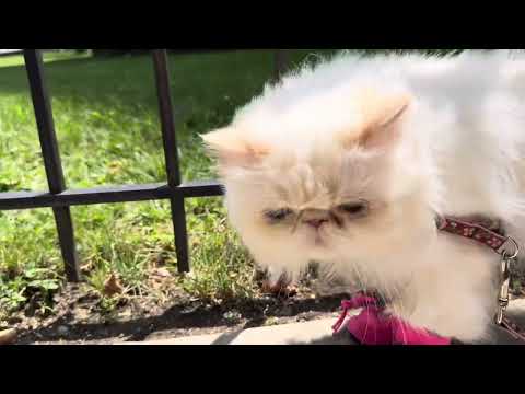 Pooky takes a walk in her pink boots💗#cutecat #catlover #pets #kitty #cats #cat