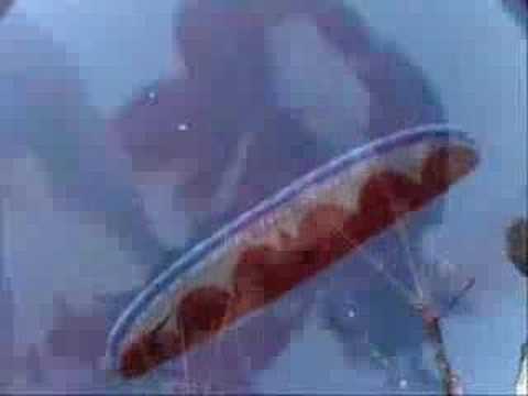 Extreme Ways -  AIRBOSS 212