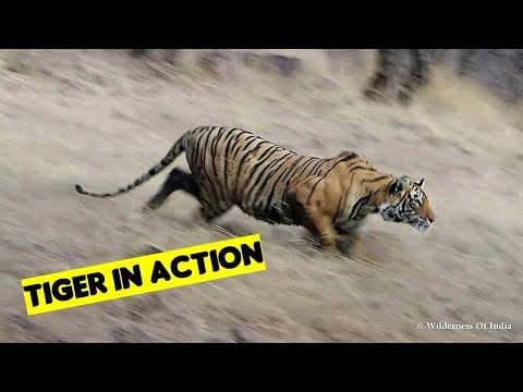 Tiger Stalking : Tiger Sighting Ranthambore India