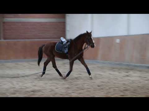 Oldenburger Stute von Borsalino/Hohenstein, Gerade Angeritten