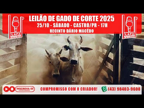 LAPA LEILÕES - LEILÃO GADO DE CORTE - SÁBADO - 25/10/2025 - 17h - CASTRO/PR