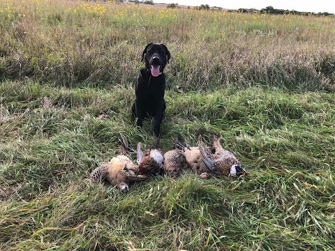 Hawk the Pointing Labrador First Pheasant Hunt
