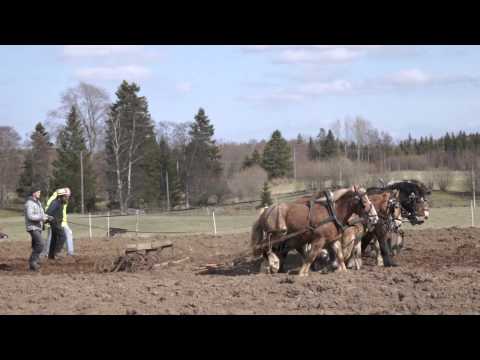 Hästens dag i Arvidstorp, Lerdala 16/4 2011