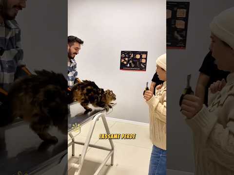 Il gatto dal veterinario 🐈‍⬛ #shorts